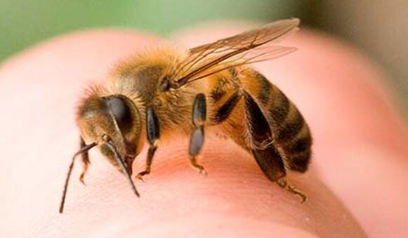 Mesilase nõelamine – äärmuslik viis fallose suurendamiseks